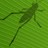 grasshopper