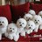 Bichon frise 比熊犬