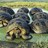 Turtles and Tortoises