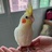 小乌鸦嘎嘎
