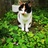 clover_88