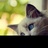乔治的猫