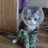 小猫爱吃热带鱼?