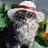 Grizabella_Cat