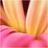 花满楼