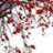 花开满树