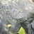 大师兄