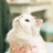 猫猫很可爱