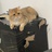 蒙面加菲猫
