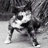 猫薄荷