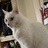 夏天多夜猫