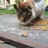 你是猪猪崽