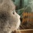 猫猫虫
