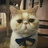 汤队的猫出没