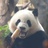 小泰
