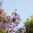 生如夏花