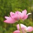 小芳