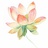 Water Lily