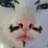 桂