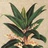 卡琪花蒂玛