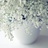 Gypsophila