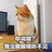 飞絮白