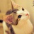 小猫淘气103