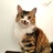 是猫不是猫咪