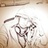 Luffy.小蜗