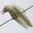 White Crow