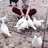 无名肿痛