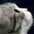 笑猫官人