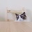 lizard-Cat