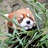 小小小熊猫
