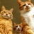 3cat🐱