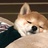 弹簧小兔