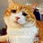 薛定谔的neko