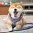 铃兰中学老实人