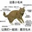 路秋枫