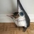 大猫喵喵