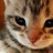 miaomiao快跑