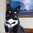 糖小猫
