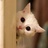 Holita_孙淼喵