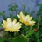 沙漠之花