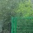 椰子树下林中鹿