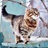 五行缺猫命里缺