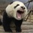 乱舞