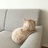 咕咕是一只猫喵