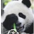 薛定谔没有猫