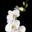 依米花开